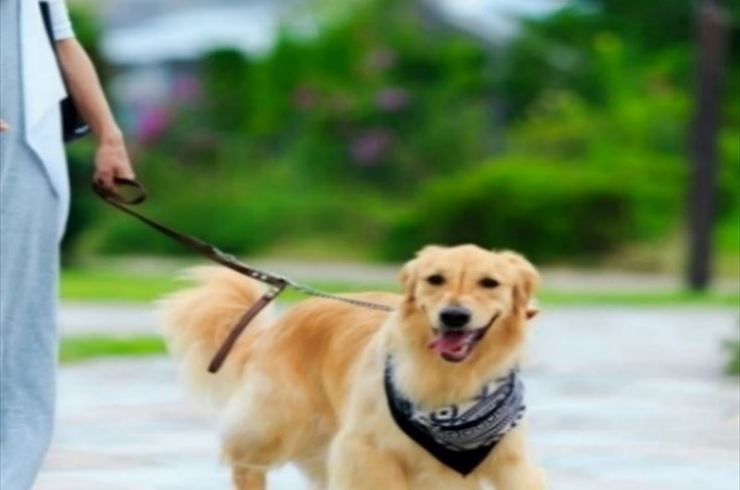 市川市のいち動物病院は信頼感を大切にしております