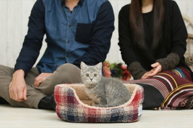 猫