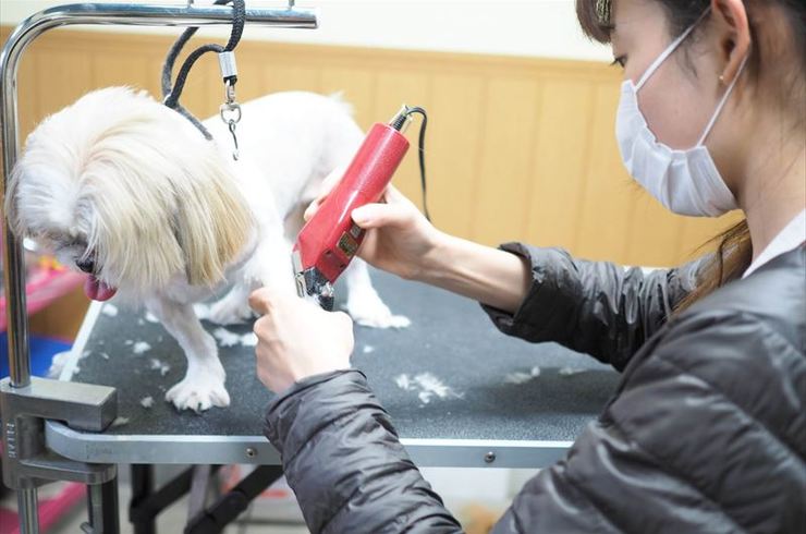 毛をバリカンで整える