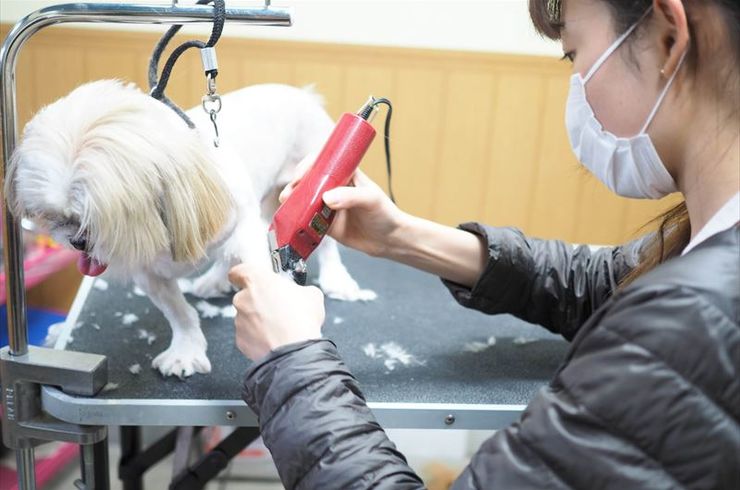 毛をバリカンで整える