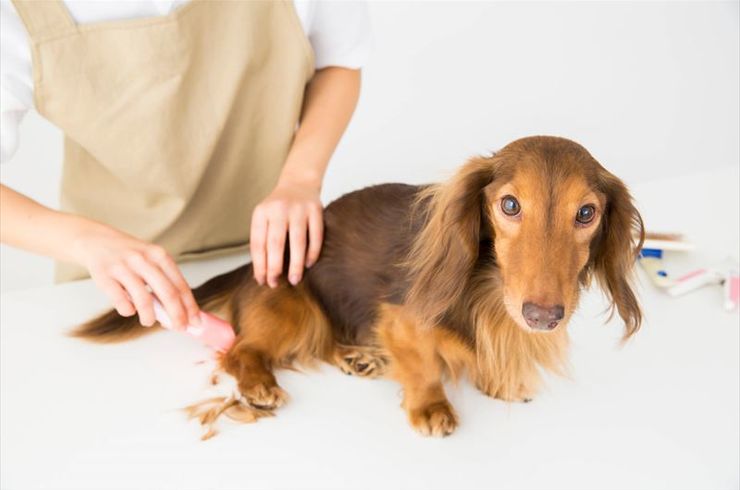 毛並を揃えてもらっている犬