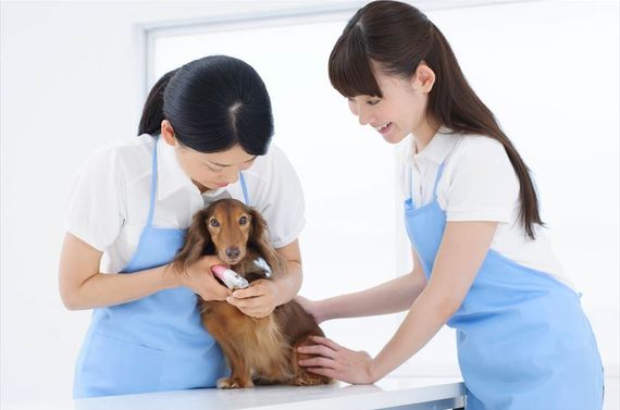 おとなしく爪を切られる犬